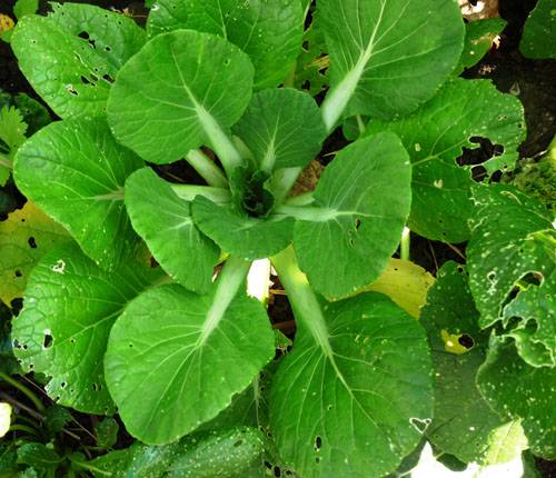 Cabbage flea beetle damage